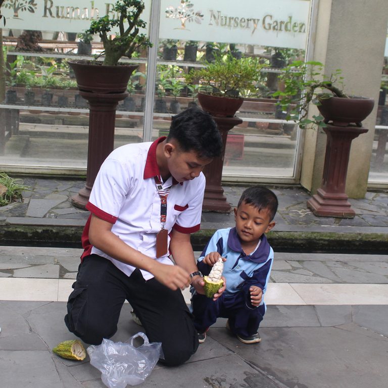 Anak-anak belajar memanen buah kakao di Kampung Coklat